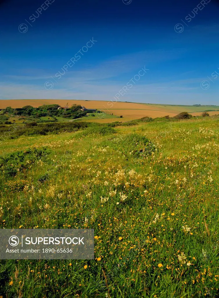 Wild flowers on the downland of the South Downs at East Dean, near Eastbourne, East Sussex, England, UK, Europe