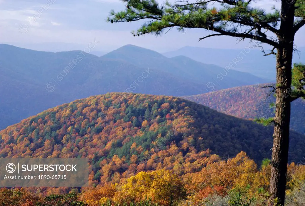 Autumn forest landscape near Loft Mountain, Shenandoah National Park, Virginia, USA, North America