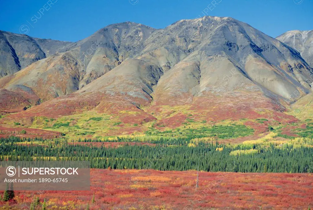 Autumn tundra landscape, Broad Pass, Denali National Park, Alaska, USA