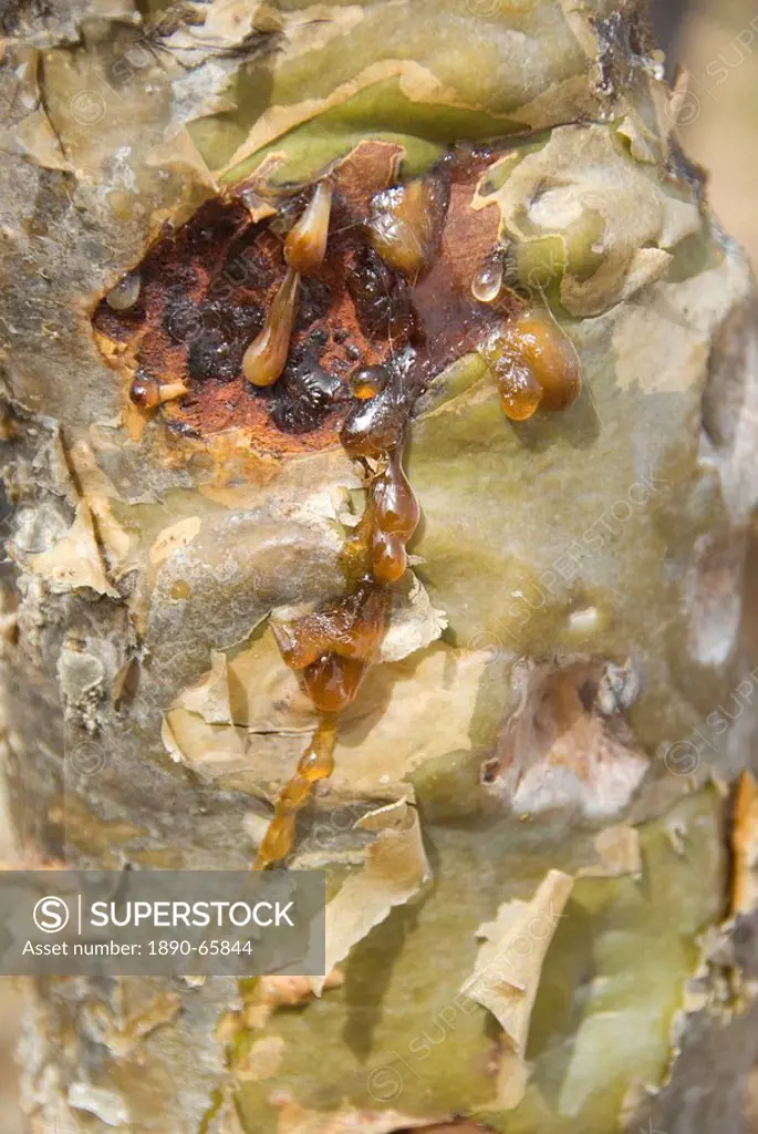 Sap seeping out through bark of frankincense tree, Momi Plateau, eastern end of Socotra Island, Yemen, Middle East