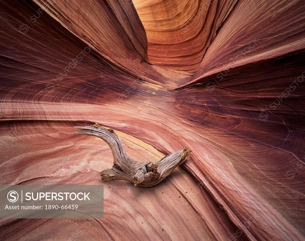 Sandstone wave, Paria Canyon, Vermillion Cliffs Wilderness, Arizona, United States of America U.S.A., North America