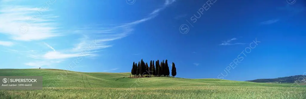Cypress trees in field of cereal crops beneath blue sky, near San Quirico d´Orcia, Tuscany, Italy, Europe