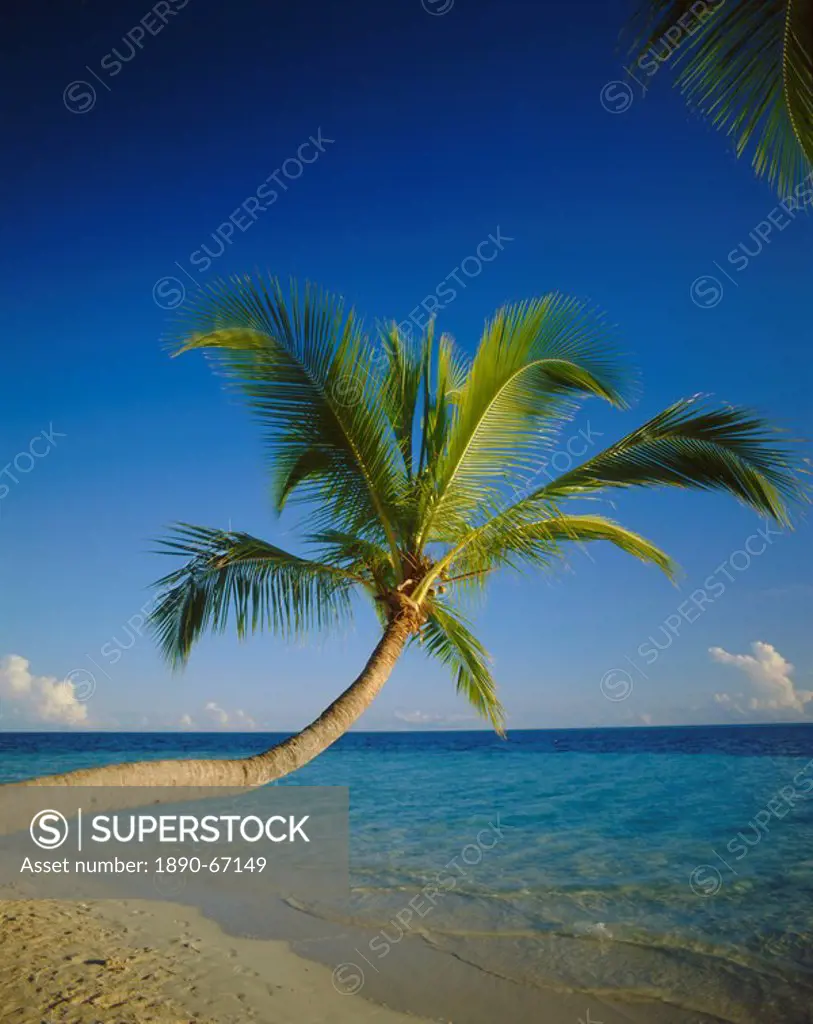Palm tree overhanging the beach and sea, The Maldives, Indian Ocean