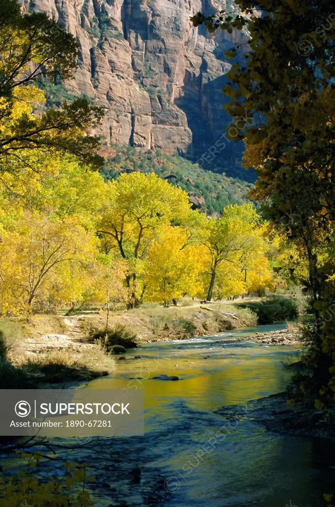 Golden cottonwood trees on banks of the Virgin River, Zion National Park, Utah, United States of America U.S.A., North America