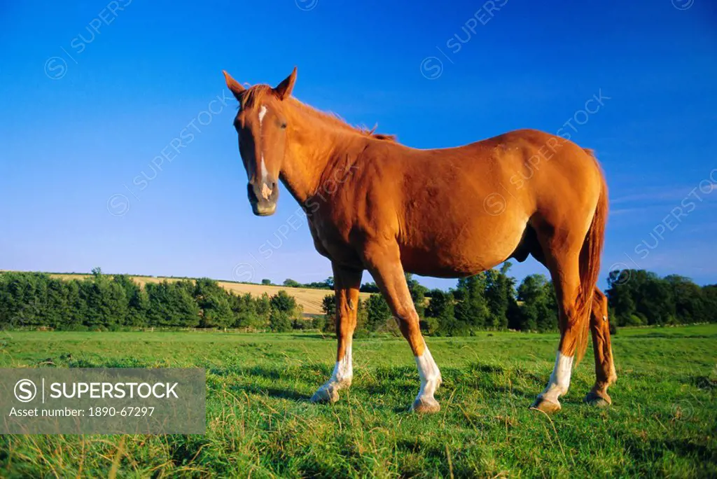 Chestnut horse on the bank of the Cuckmere River, Alfriston, East Sussex, England, UK