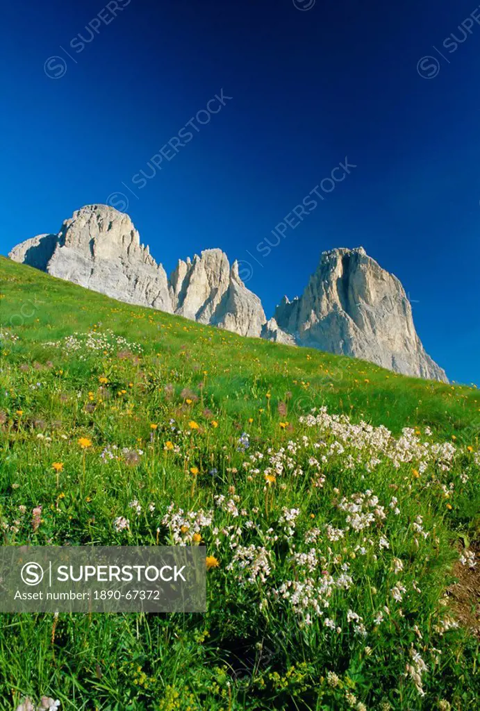 Willd flowers and view to the Sasso Lungo Langkofel, Dolomites, Trentinto_Alto Adige, Italy, Europe