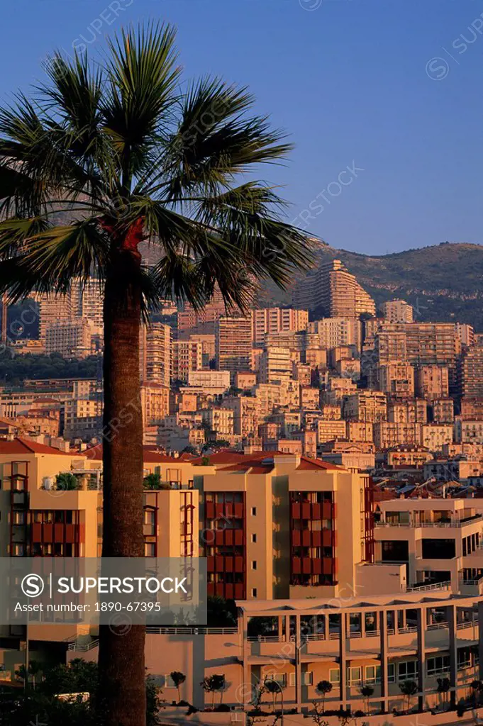 High rise buildings at sunrise, palm tree in foreground, La Condamine, Monaco, Europe