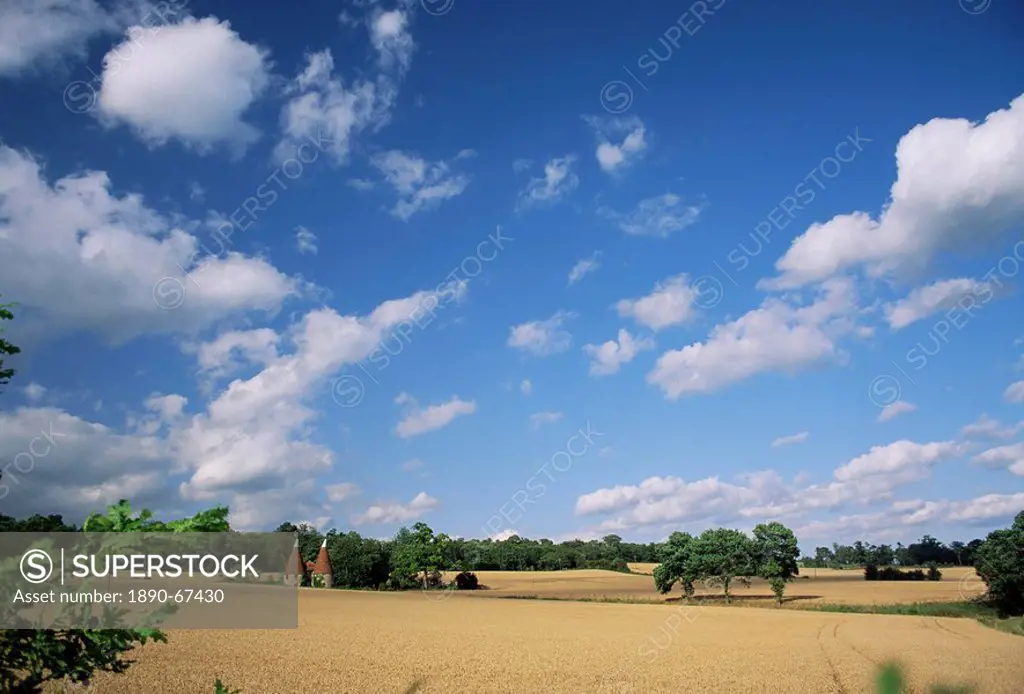 Rural landscape with oasthouses, Ightham near Sevenoaks, Kent, England, UK