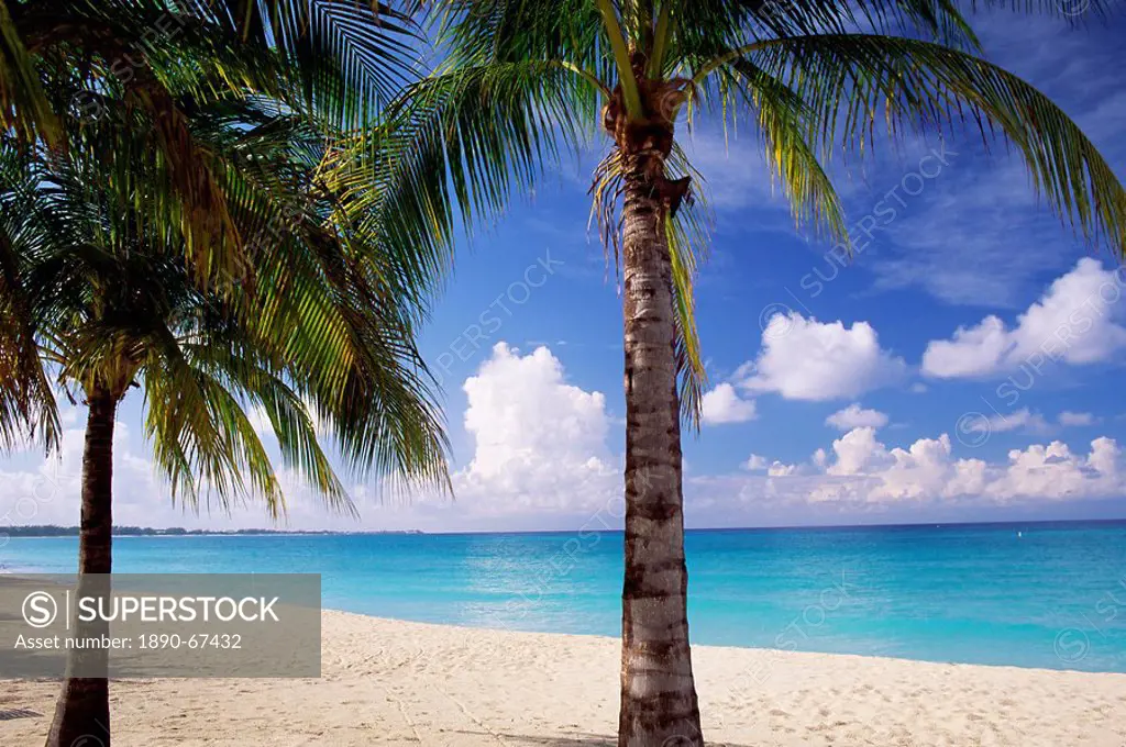 Palm trees, beach and still turquoise sea, Seven Mile beach, Grand Cayman, Cayman Islands, West Indies, Central America