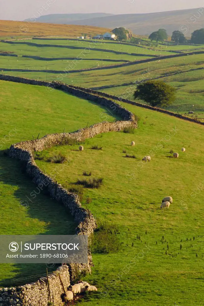Stonewalls and sheep, near Ribblehead, Yorkshire, England, UK, Europe