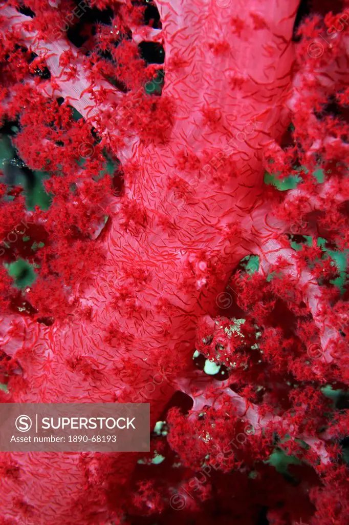 Close_up of soft coral, off Sharm el_Sheikh, Sinai, Red Sea, Egypt, North Africa, Africa