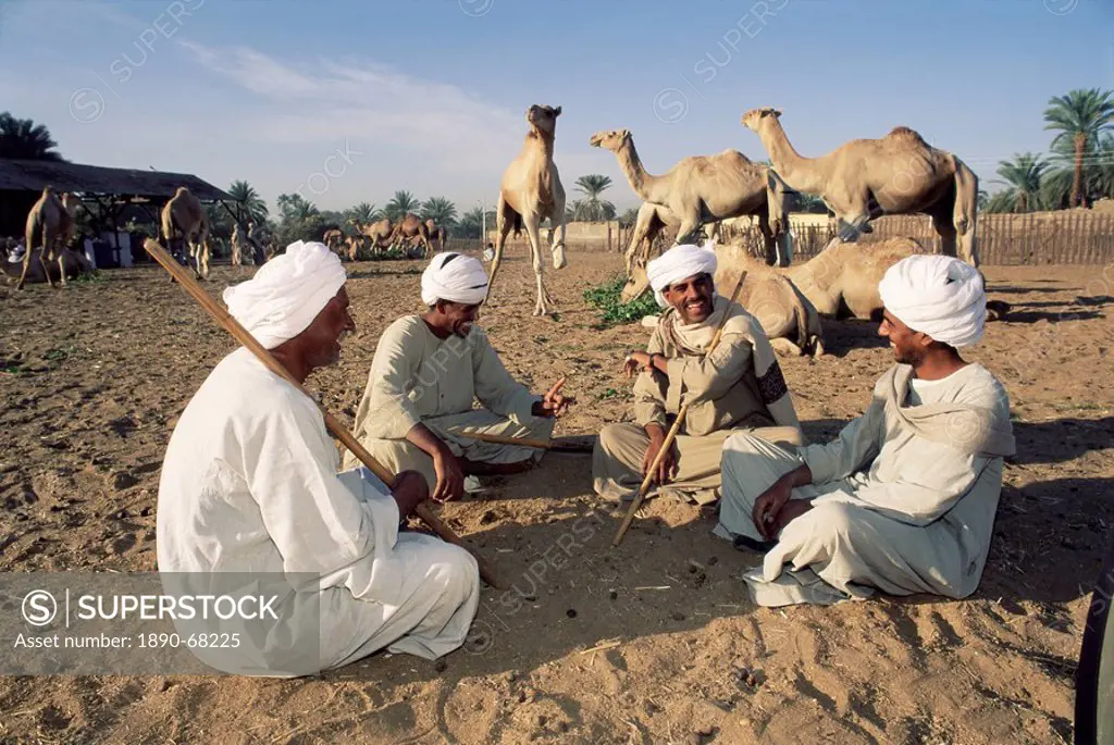 Traders haggling, Darow camel market, near Aswan, Egypt, North Africa, Africa