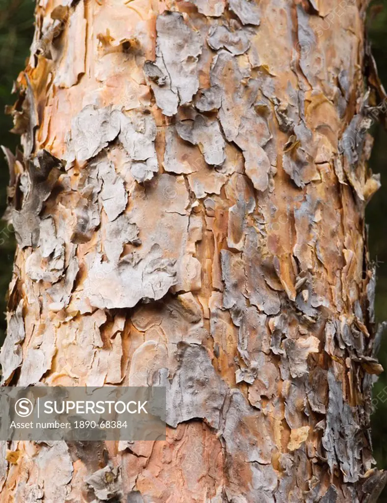 Close up of Scots Pine trunk, Pinus sylvestris
