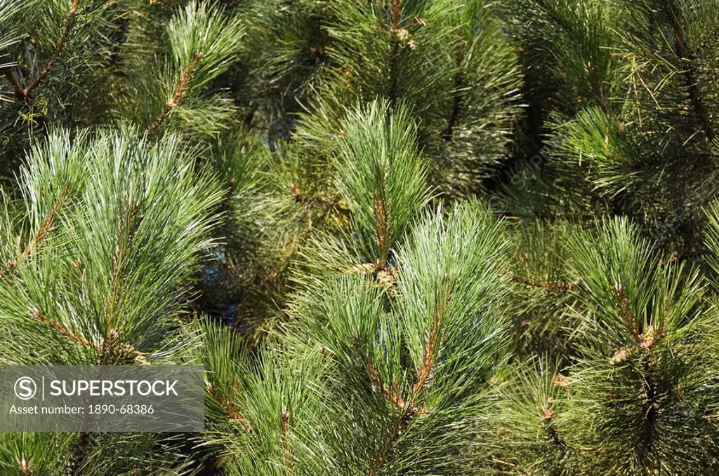 Close up of Scots Pine leaves or needles, Pinus sylvestris