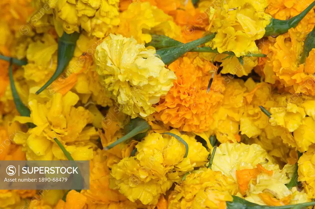 Yellow carnations for sale for temple offerings in Little India, Singapore, South East Asia
