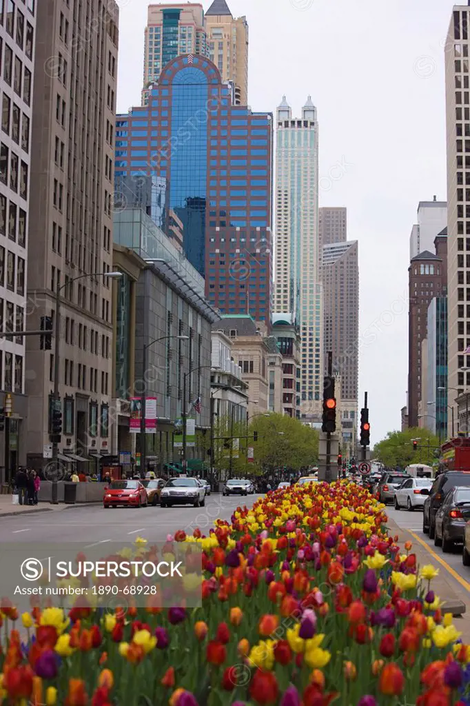 Spring tulips on North Michigan Avenue, Chicago, Illinois, United States of America, North America