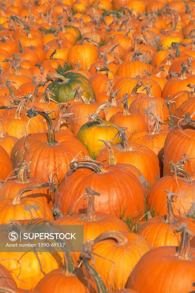 Pumpkins for sale, Vermont farm, Vermont, New England, USA, North America