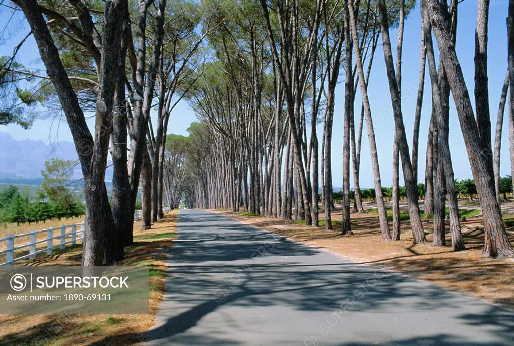 Avenue of trees, Stellenbosch, South Africa