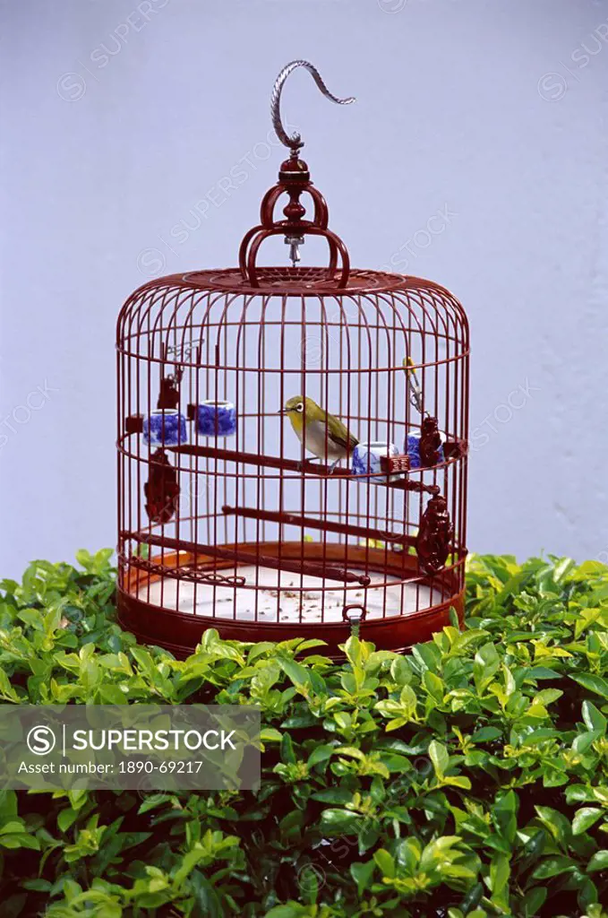 Bird in a cage, Yuen Po Bird Garden, Mong Kok, Kowloon, Hong Kong, China, Asia