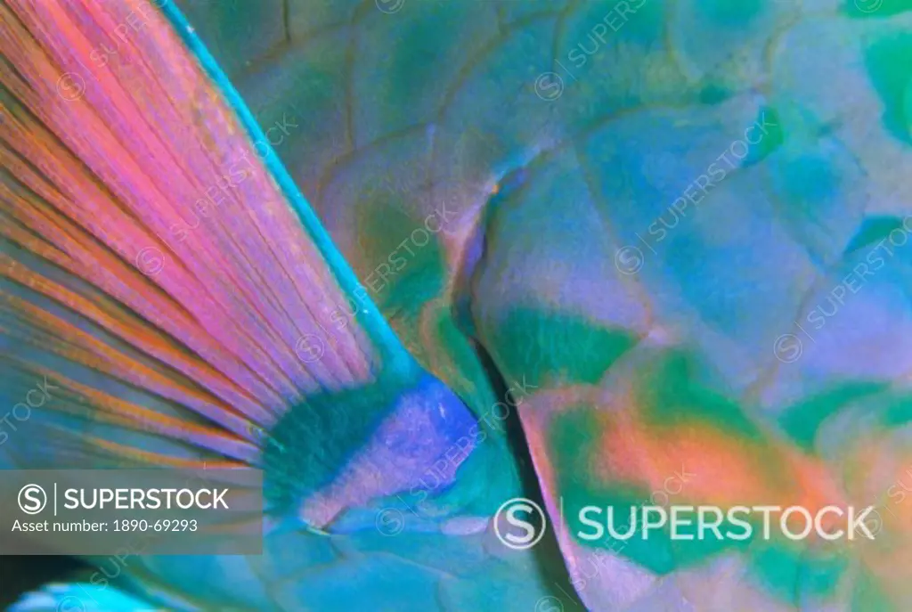 Close up detail of a Parrotfish fin, Scarus sp, Thailand