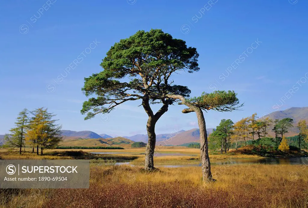 Scots Pine Trees, Loch Tulla, Strathclyde, Scotland, UK, Europe