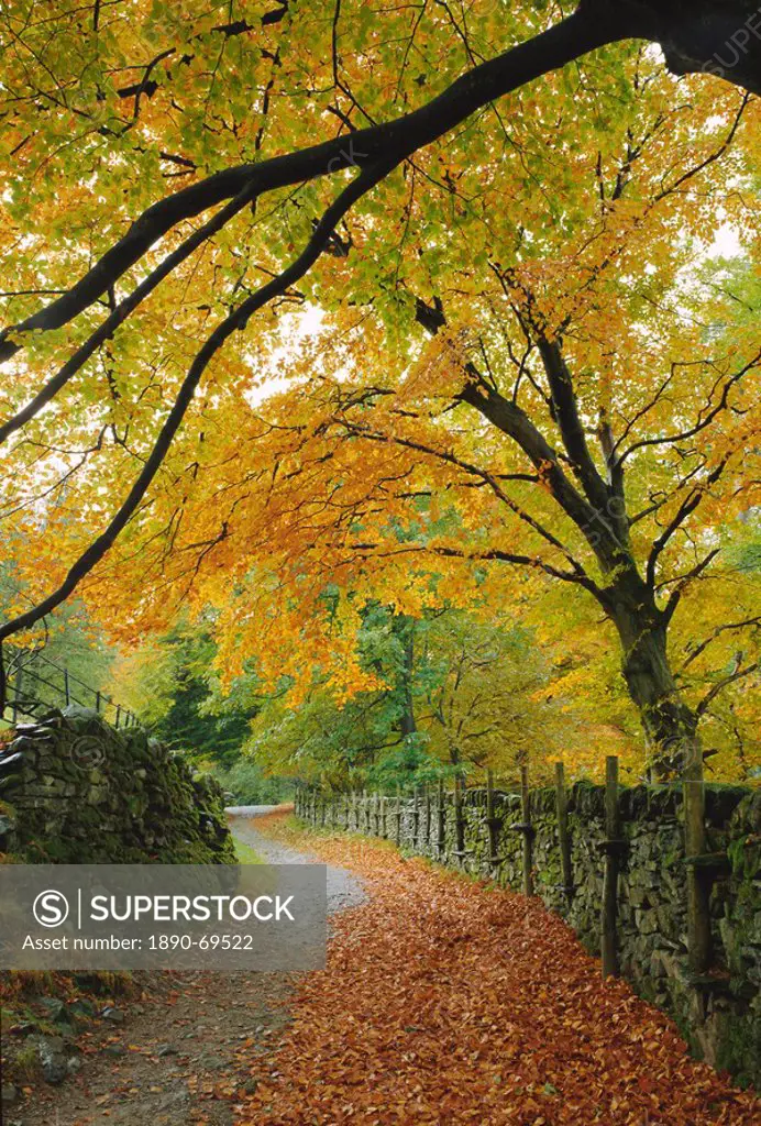 Autumn colours near Grasmere, Lake District National Park, Cumbria, England, UK