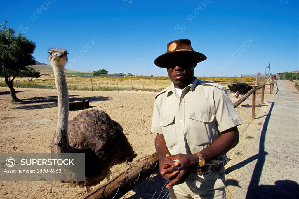 Ostrich Ranch, Tourist Farm, Africa