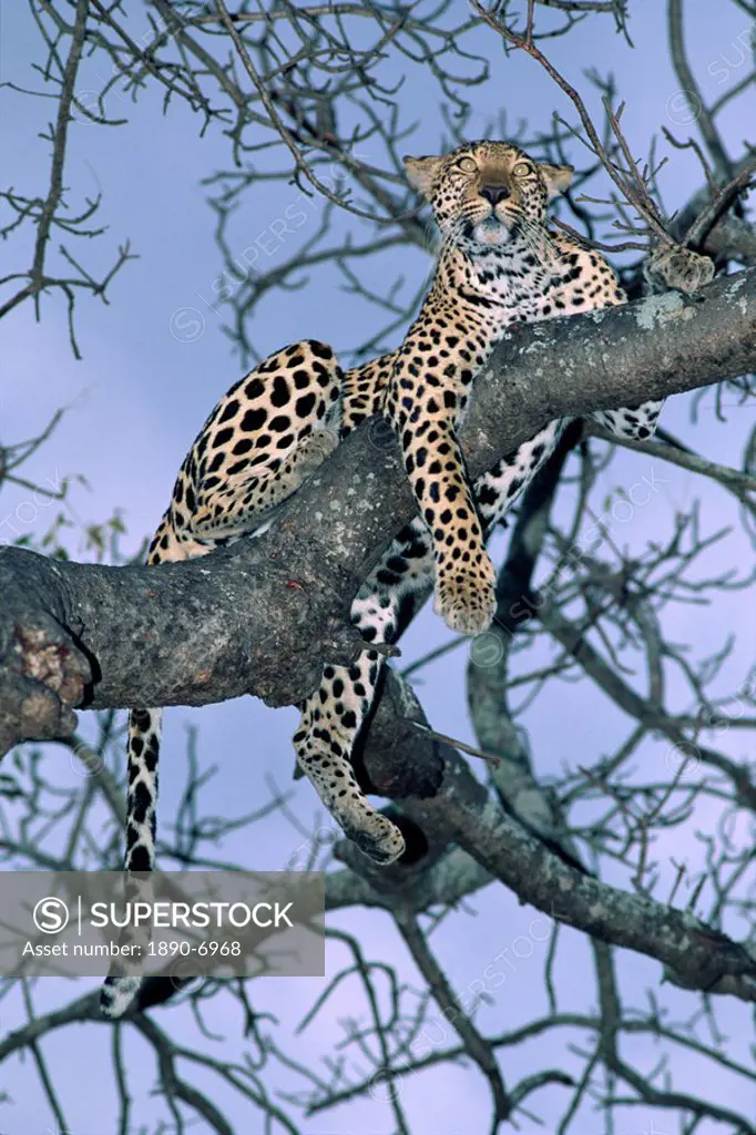 Leopard, Sabi Sands Reserve, South Africa, Africa