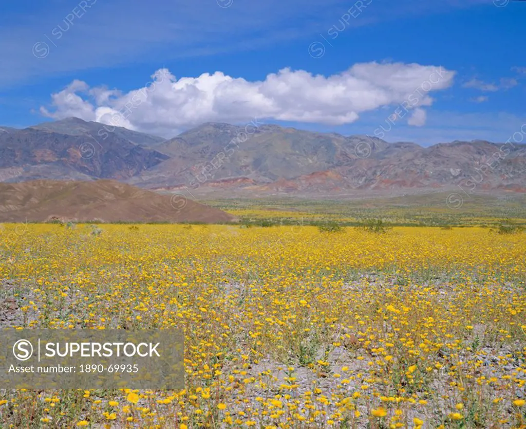 Desert Gold Geraea canescens flowers, Death Valley, California, USA, North America