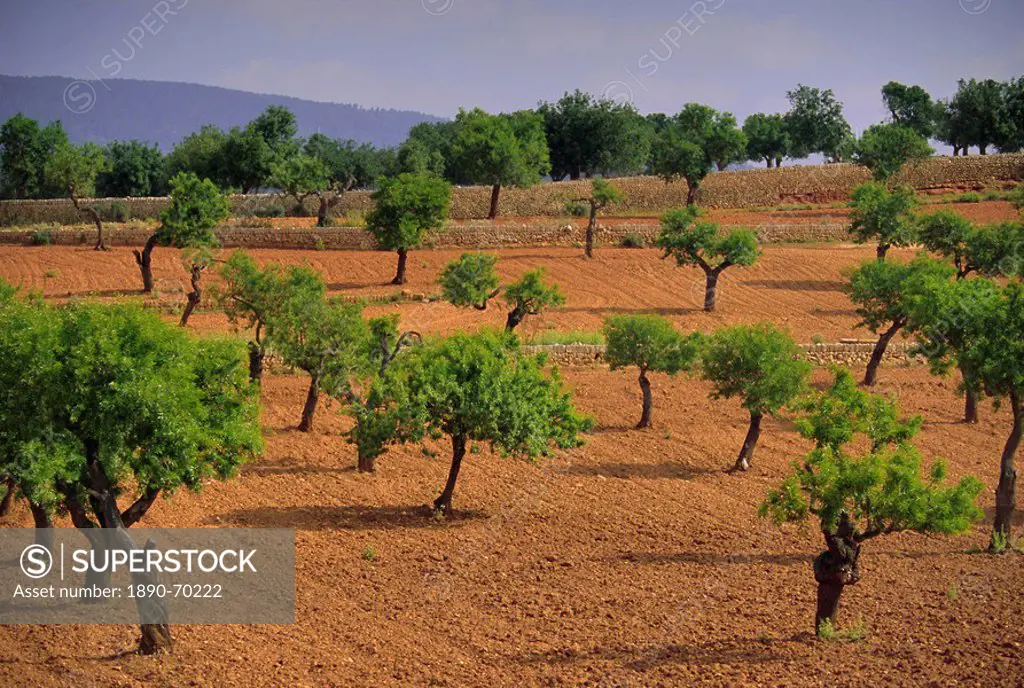 Landscape with olive trees, Majorca Mallorca, Balearic Islands, Spain, Europe