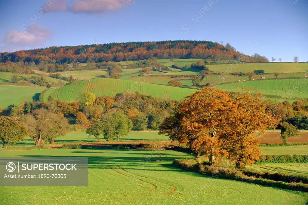 Countryside in autumn in the Otter Valley, Devon, England, UK