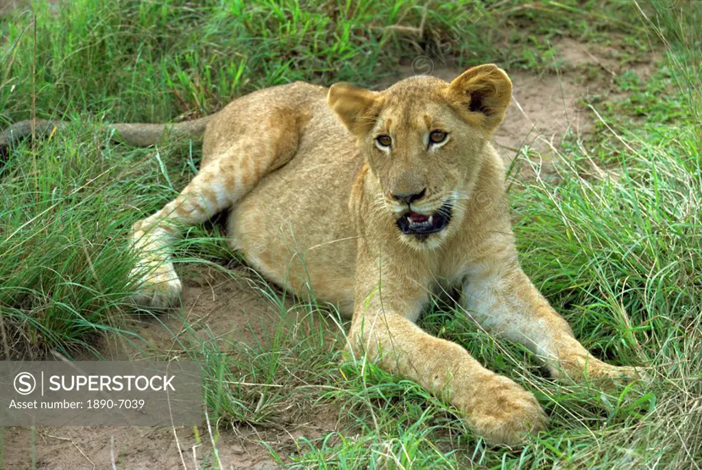 A young lion, South Africa, Africa