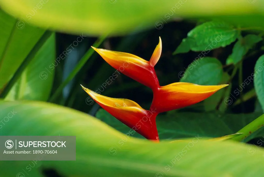 Heliconia flower bird of paradise, tropical rainforest, Dominica, Caribbean, Central America