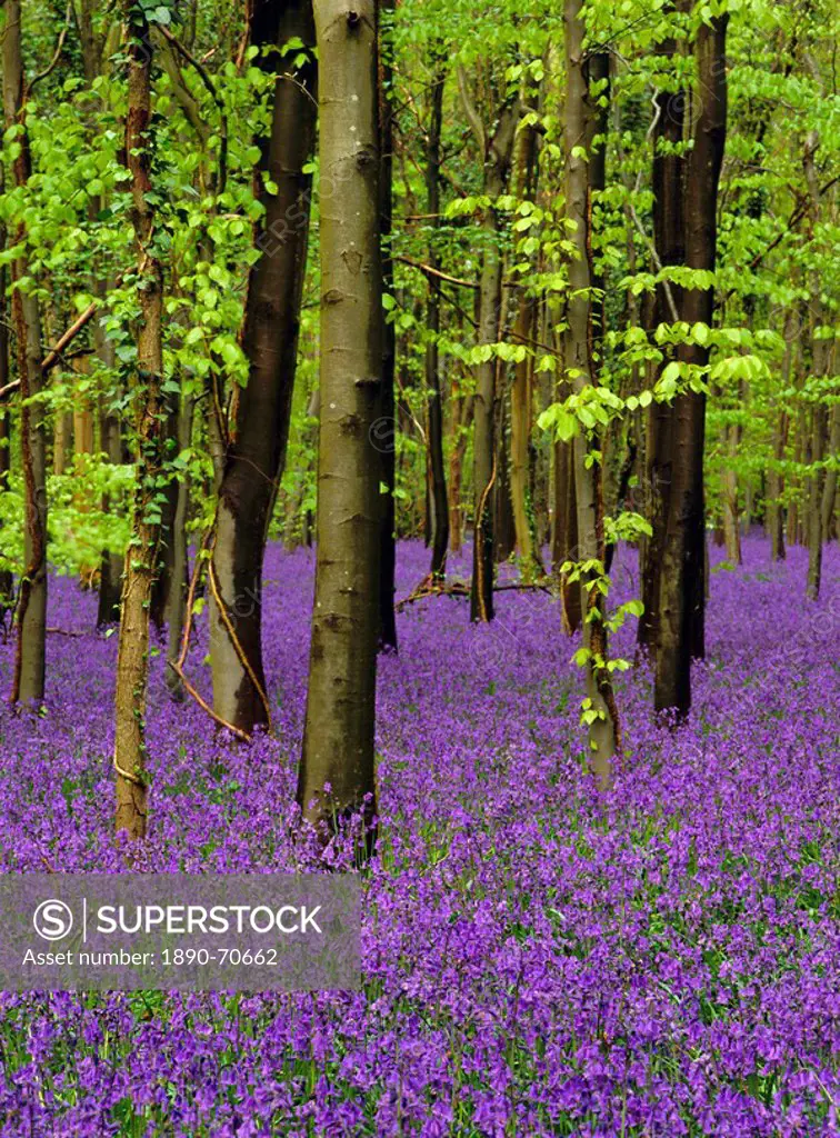 Bluebells hyacinthoides non_scriptus in a beech wood fagus sylvatica, West Stoke, West Sussex, England, UK, Europe