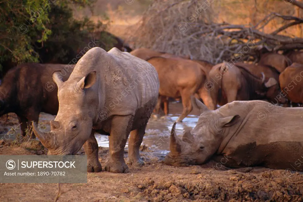 Square_lipped Rhino Ceratotherium simum, Kruger Park, South Africa