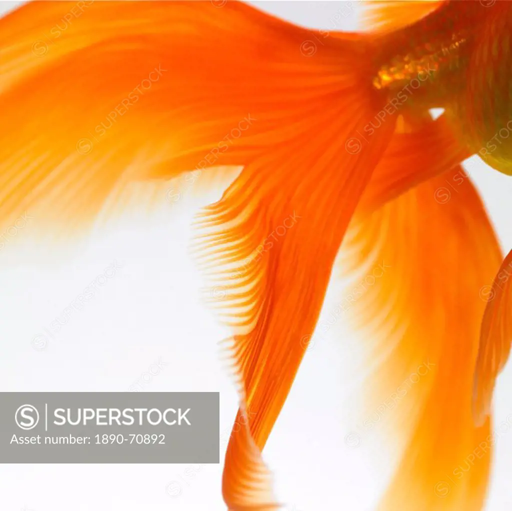 Close_up of a goldfish tail