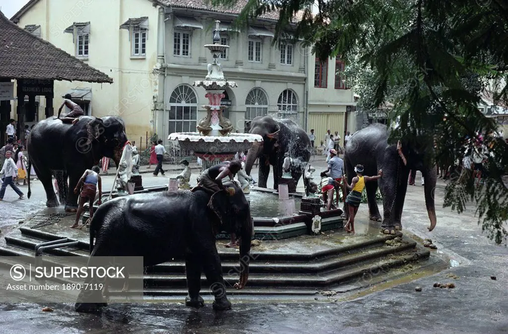 Bathing elephants in fountain, Kandy, Sri Lanka, Asia