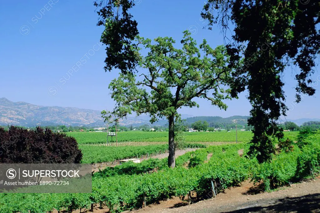Wine country in the Napa Valley, California, USA, North America