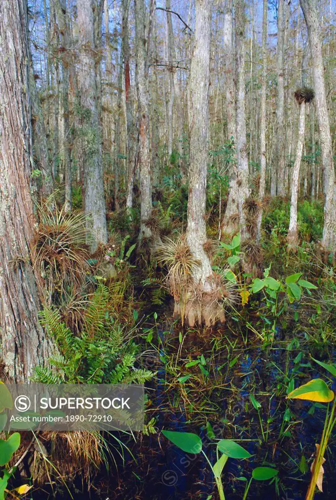 Bald Cypress swamp in the Corkscrew Swamp Sanctuary near Naples, Florida, USA