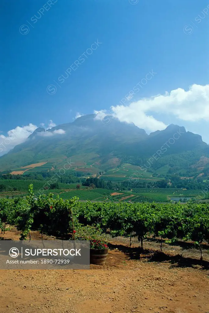 South Africa, Cape Winelands. Vineyards near Stellenbosch