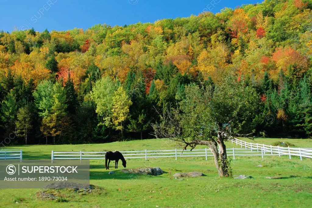 Horse grazing in paddock, near Jackson, New Hampshire, USA