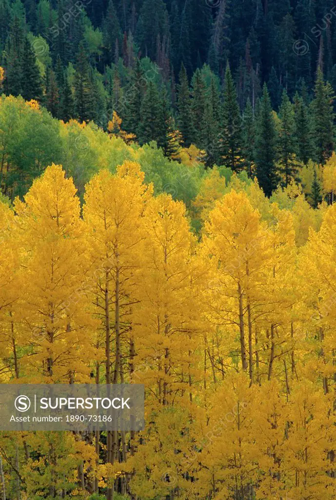 Yellow aspens, Colorado, USA, North America