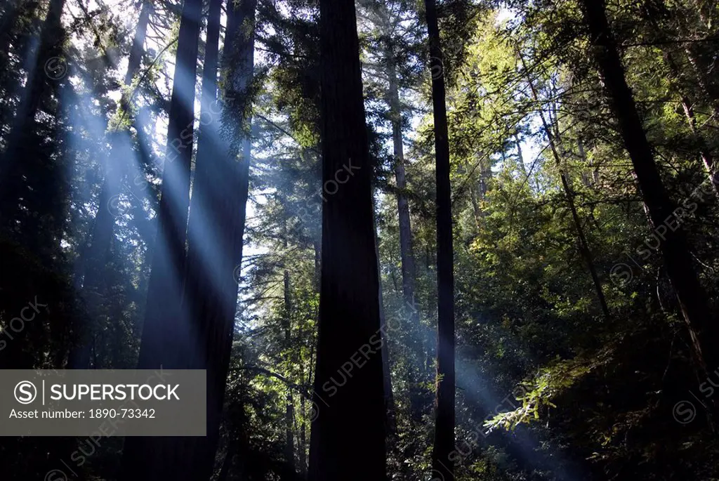Redwood forest, Ventana, Big Sur, California, United States of America, North America
