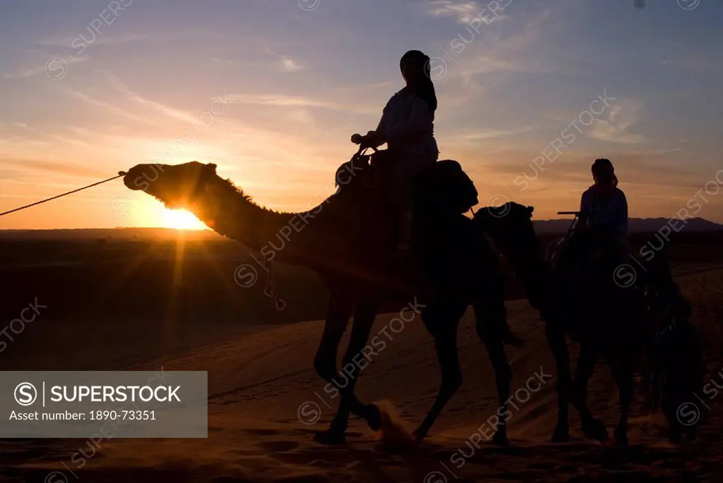 Dromedaries taking tourists on a sunset ride, Merzouga, Morocco, North Africa, Africa