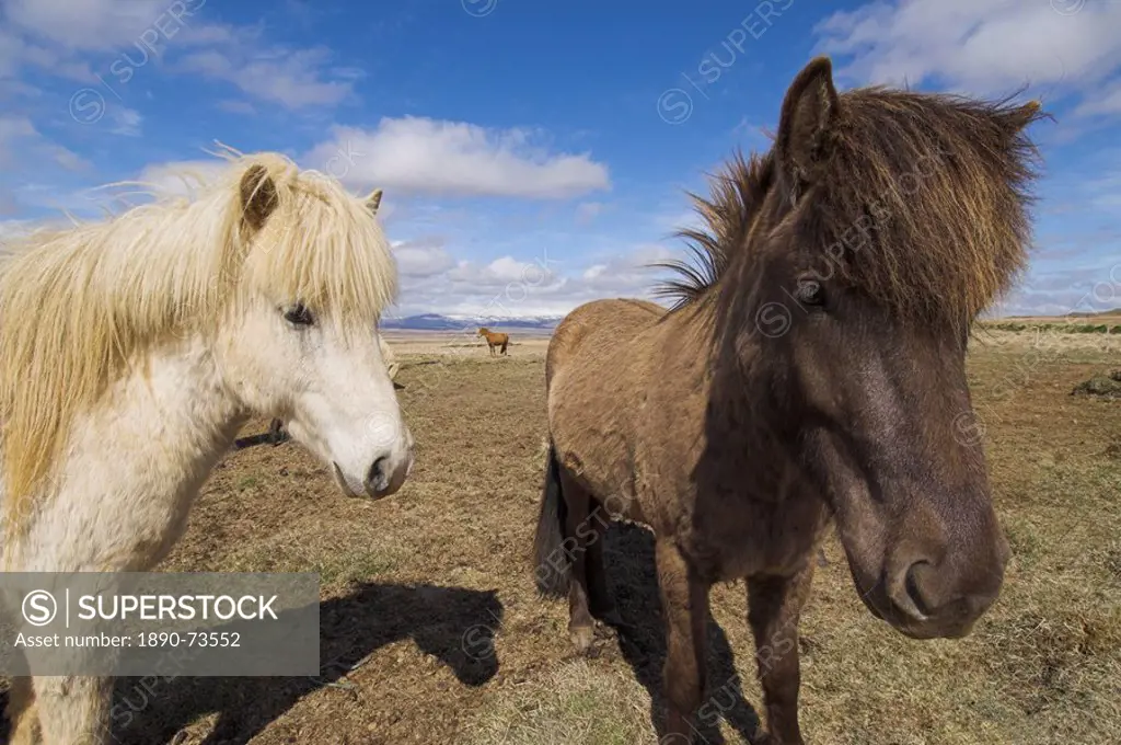 Close_up of Icelandic horses, West area, Iceland, Polar Regions