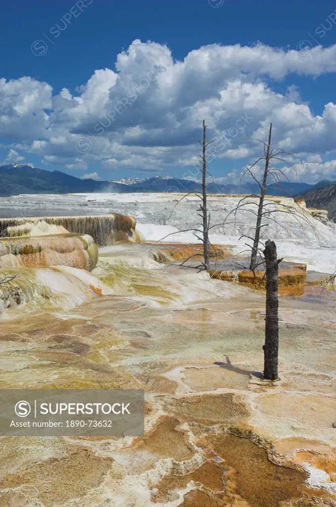 Dead tree trunks, Canary Spring, Mammoth Hot Springs, Yellowstone National Park, UNESCO World Heritage Site, Wyoming, United States of America, North ...