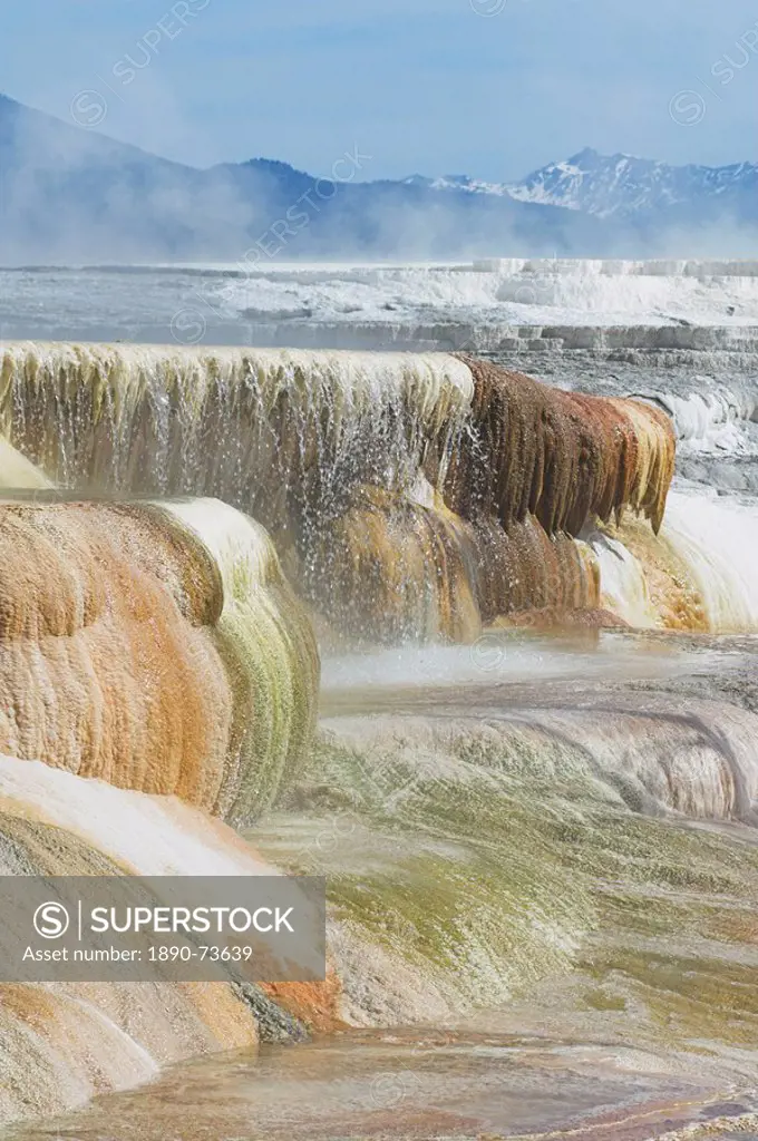 Canary Spring, Mammoth Hot Springs, Yellowstone National Park, UNESCO World Heritage Site, Wyoming, United States of America, North America