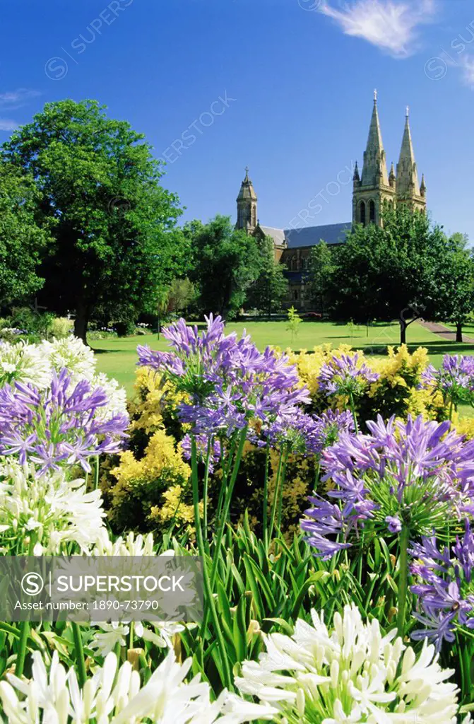 Agapanthus flowers and St. Peters Anglican Cathedral, Adelaide, South Australia, Australia