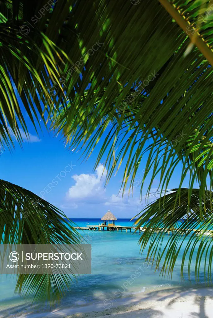 Palm fronds and beach, Rangiroa Atoll, Tuamotu archipelago, French Polynesia, South Pacific Islands, Pacific