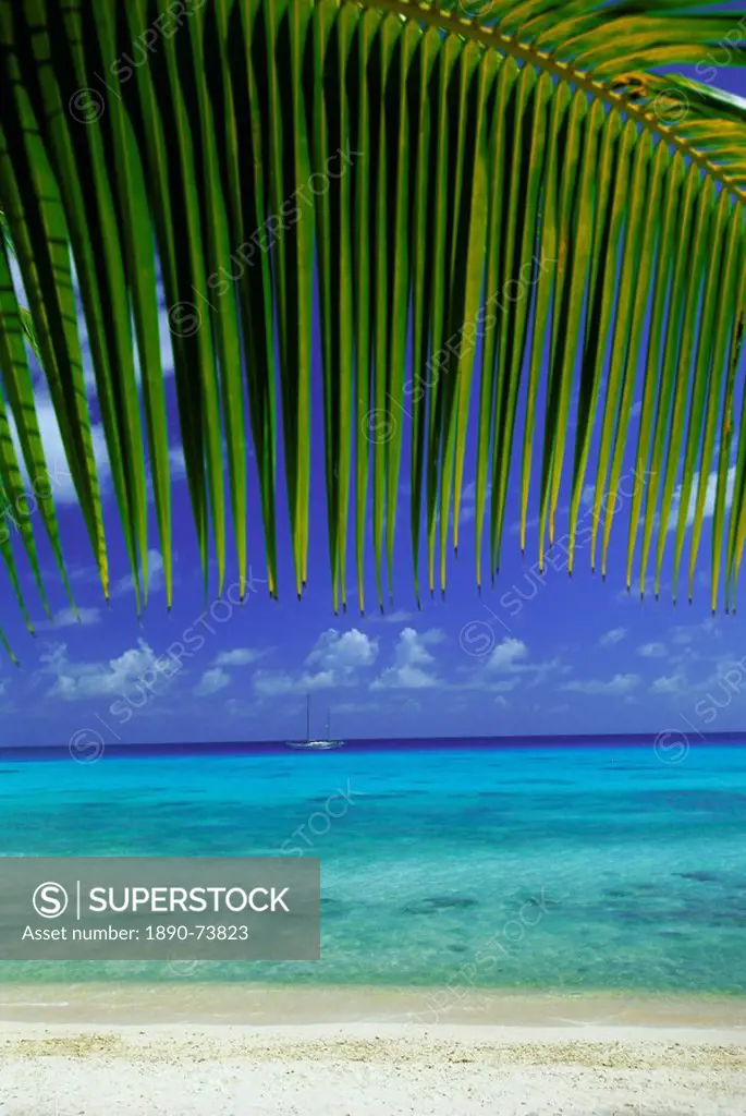 Palm frond and beach, Rangiroa Atoll, Tuamotu archipelago, French Polynesia, South Pacific Islands, Pacific